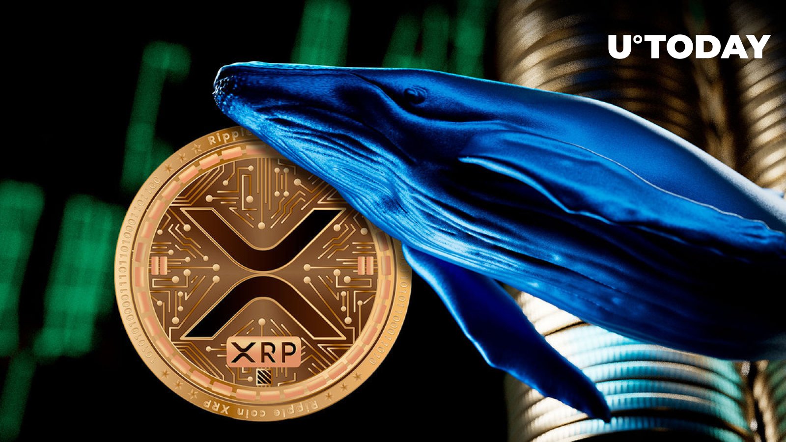 با افزایش فعالیت نهنگ های XRP، 515 میلیون XRP دست خود را تغییر داد