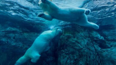 دوج کوین و سولانا با سقوط بیت کوین به زیر ۶۶۰۰۰ دلار منجر به سقوط عمده رمزارز شدند