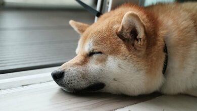 Dogecoin Bulls شاهد بزرگترین انحلال ۶۰ میلیون دلاری از سال ۲۰۲۱ است