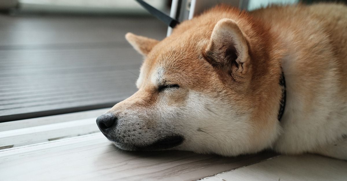 DOGE futures liquidations. (Coinalyze) DOGE futures liquidations. (Coinalyze)