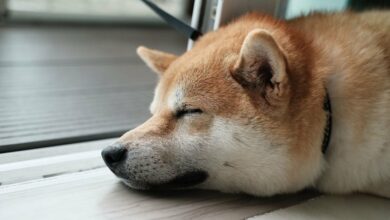 به نظر می رسد که معامله گران Dogecoin در مورد توکن کوتاهی کرده اند، زیرا Meme Coin Frenzy کمرنگ می شود.