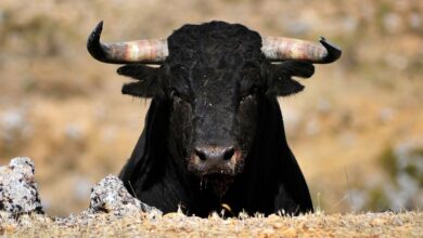 سهام کریپتو به دلیل عدم اطمینان سیاسی ایالات متحده بیش از ۱۰ درصد افزایش یافت با پیروزی ترامپ افول کنید