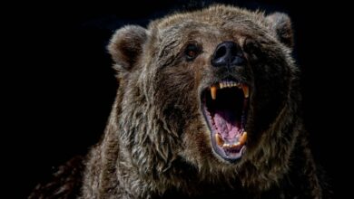 بیت کوین در میان نوسانات شدید سهام، طلا به ۶۲ هزار دلار رسید. با شروع سود، ممکوین ها سقوط می کنند