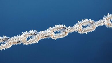 چرا بیت کوین با نزدک همراه نیست