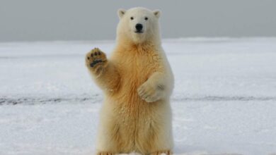 معامله‌گر بیت‌کوین به‌عنوان هولدینگ ماینرز پاره به هدف کوتاه‌مدت ۶۰۰۰۰ دلار نگاه می‌کند.