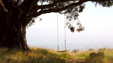 بیت کوین در مسیر اقدامات جانبی بی سابقه است. با نگاهی به انتخابات نوامبر به عنوان یک کاتالیزور صعودی.