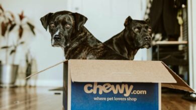 بلاک چین TON برای دومین بار با قطعی تلگرام مرتبط شد