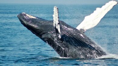 نهنگ‌های بیت‌کوین در طول هرج و مرج بازار کریپتو، نگهداری خود را افزایش می‌دهند، اما سرمایه‌گذاران ETF وقتی قیمت کاهش می‌یابد خرید نمی‌کنند.