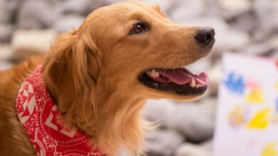 TON پس از قطعی دوم دوباره آنلاین شد.