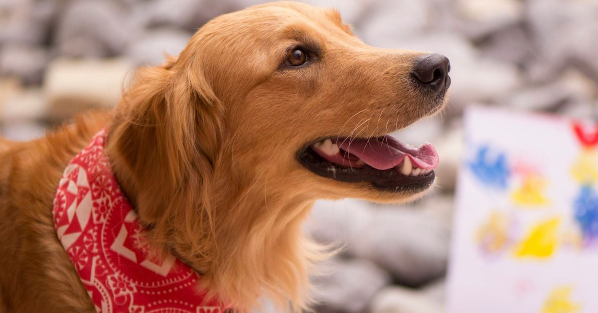 TON پس از قطعی دوم دوباره آنلاین شد.