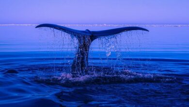 Ether’s Whale ICO 5000 ETH را به صرافی ها منتقل می کند این مبلغ کل ماهانه را به ۱۵۴ میلیون دلار می رساند.