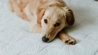 بلاک چین TON به دلیل عدم تولید بلوک برای بیش از ۳ ساعت مختل شد.