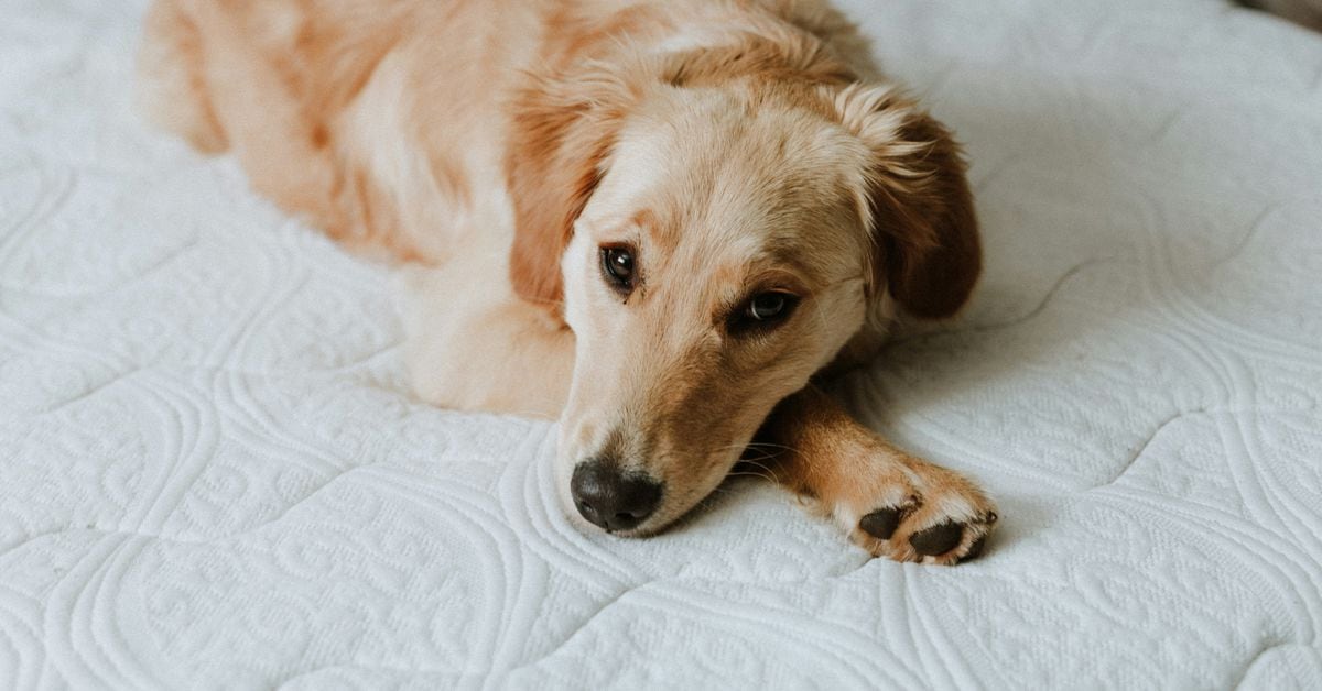 بلاک چین TON به دلیل عدم تولید بلوک برای بیش از ۳ ساعت مختل شد.