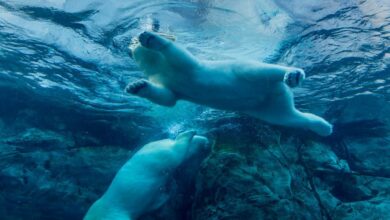 بیت کوین به زیر ۶۴۰۰۰ دلار سقوط کرد زیرا انتخاب غافلگیرکننده نخست وزیر ژاپن باعث کاهش ۵ درصدی Nikkei شد.