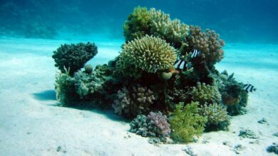 آیا بیت کوین به کف رسیده است؟ نقدینگی دفتر سفارش BTC می گوید بله.