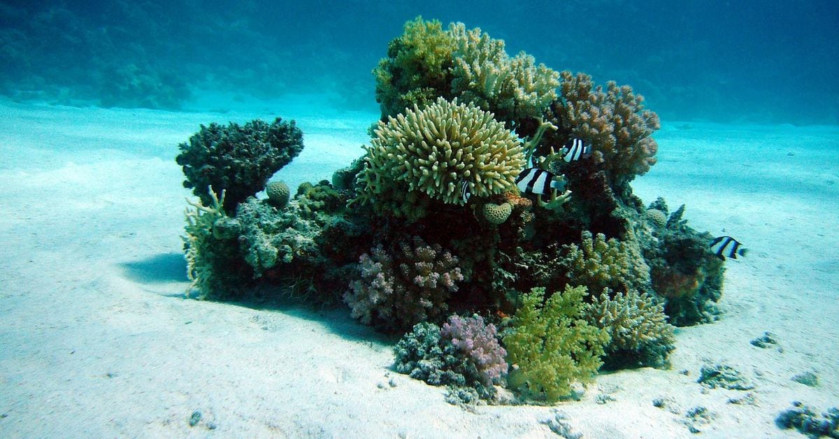 آیا بیت کوین به کف رسیده است؟ نقدینگی دفتر سفارش BTC می گوید بله.