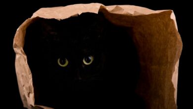 Memecoin‌های با تم گربه به یک گزینه شرط‌بندی خطرناک تبدیل می‌شوند و در عرض یک هفته ۴۰ درصد افزایش می‌یابند.