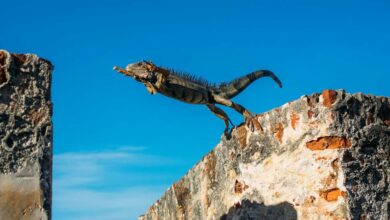 بیت کوین به بیش از ۵۸۰۰۰ دلار در بحبوحه افزایش سهام فناوری افزایش یافت، SUI عملکرد بهتری داشت