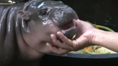 کریپتو الهام گرفته از Moo Deng به ۱۰۰ میلیون دلار افزایش یافت زیرا Meme Hippo در اینترنت نفوذ کرد