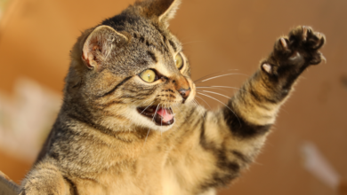 بازیکنان Catizen از تغییرات غیرمنتظره در توزیع بازی تلگرام – Decrypt خشمگین هستند