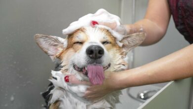 فورچون ادعا می کند که پلی مارکت با معاملات شستشو “غنی” است.