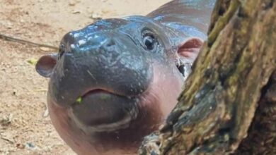 Memecoin Moodeng در اتریوم پس از ذکر و فروش اهدای Vitalik Buterin 480٪ افزایش یافت.