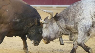 جریان های ورودی ETF اتر به بالاترین حد خود رسید، بیت کوین با چشمان BTC به ۹۰ هزار دلار افزایش یافت