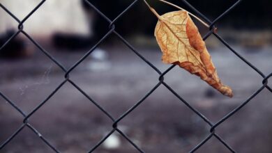 با افزایش نوسانات بازار اوراق، بیت کوین بین میانگین های ۵۰ تا ۲۰۰ روزه باقی ماند سقوط سهام چین