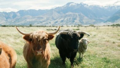 Semler Scientific 215 بیت کوین را به Holdings اضافه می کند و پشته را به ۱۲۷۳ BTC می رساند.