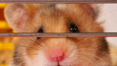 توکن های بازی Hamster Kombat و Catizen پس از ایردراپ تلگرام ۵۰ درصد سقوط کردند – رمزگشایی