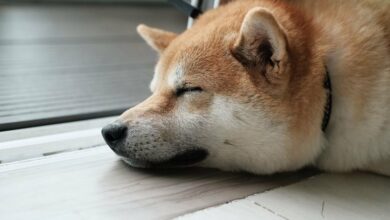 رالی Dogecoin، ETF های بیت کوین در آستانه انتخابات ایالات متحده افزایش یافت