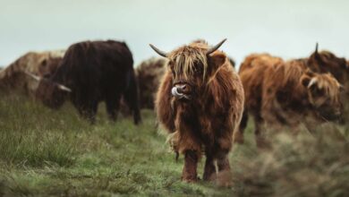 بیت کوین به بالای ۸۴۰۰۰ دلار می رسد و در عرض یک هفته نزدیک به ۲۰۰۰۰ دلار اضافه می کند.