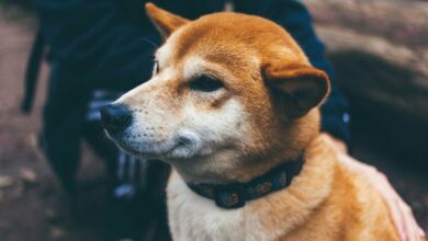 Dogecoin Craze گریپس قیمت سوخت ممتاز کره از Local Giants Upbit و Bithumb