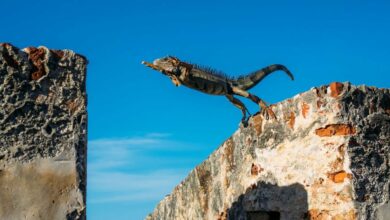 XRP 17 درصد جهش می کند و با سرد شدن بهبودی از بقیه بازار بهتر عمل می کند. معامله گران فکر می کنند که هدف بیت کوین ۱۲۰۰۰۰ دلار همچنان نقش دارد