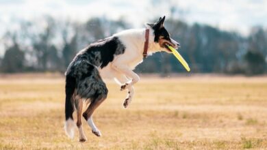 Dogecoin در این هفته ۶۲ درصد افزایش یافت—الگوی ۲۰۲۰ نشان می‌دهد که DOGE می‌تواند به سرعت بالا برود: Godbole