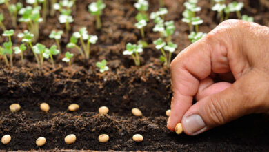 بازی تلگرامی “Seed” جزئیات توزیع Sui را در آستانه پایان مرحله ماینینگ فاش کرد – رمزگشا