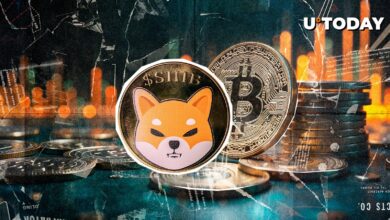 تیم Shiba Inu در وسط تلاطم بازار صعود می کند