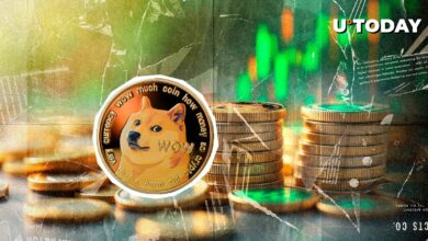 ۸۰۰ میلیون سگ در ۴۸ ساعت؟ چه اتفاقی افتاد؟