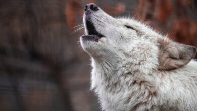 گرگ -اگری پس از اینکه سولانا Resulch به Backplash می گوید متوقف شد – رمزگشایی